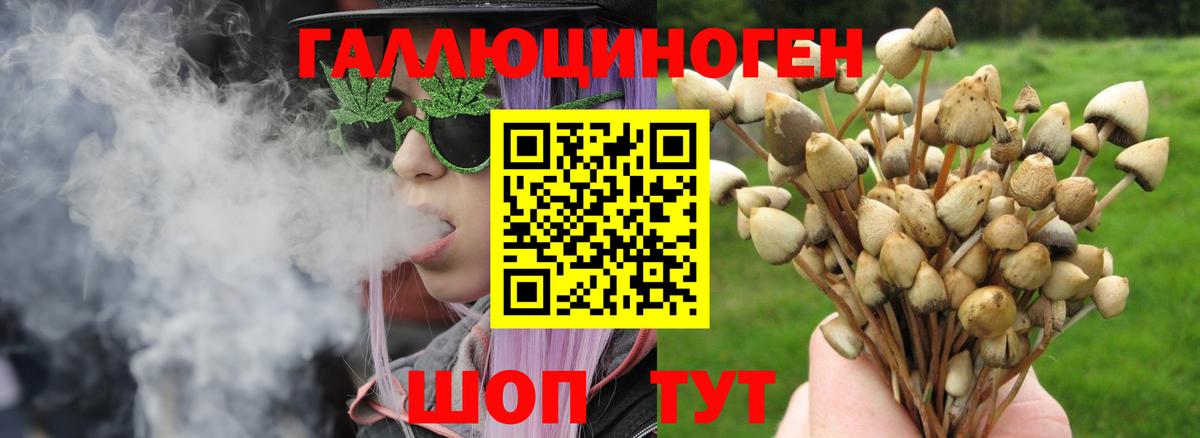 Псилоцибиновые грибы Psilocybe Азов